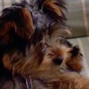 Meet your Posher, Mara